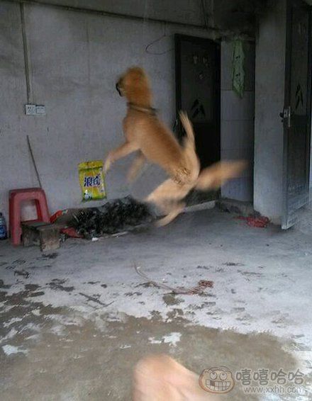 铲屎君看,哥会飞 - 法宝<em>私房网</em>