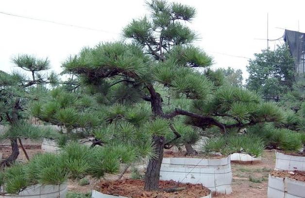 农村坟前种树有讲究,千万不要乱种树坏了风水