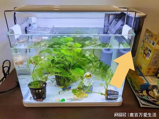 曼龍魚變色了（曼龍魚變色了怎么回事） 廣州龍魚批發(fā)市場