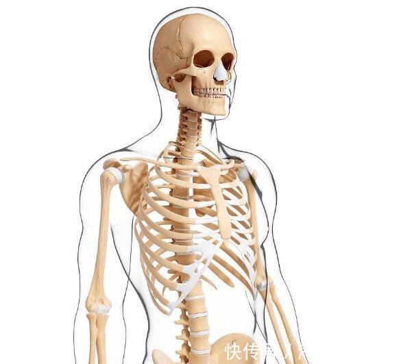 人体共有206块骨头, 中国人却只有204块, 少的