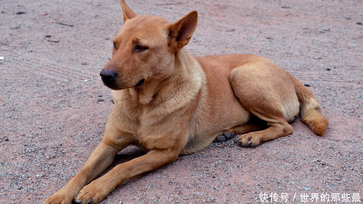 为什么有的藏獒都不是土狗的对手?藏獒厉害都