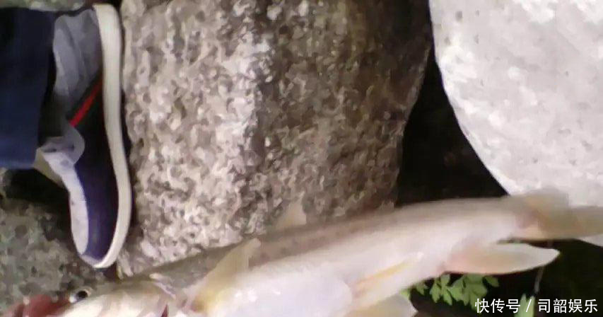 藏区基本没人钓鱼，高山冷水鱼的密度很大