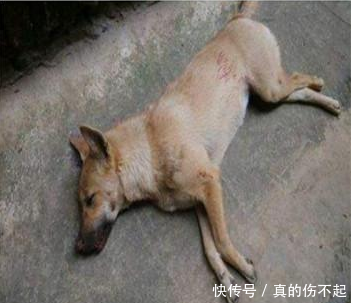 男子开车撞死一条狗，准备掏钱赔偿时，路人却一脚向狗踢去