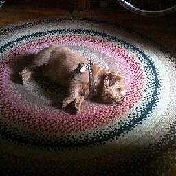 大司马和瞎子被皇子一Q穿葫芦,大喊炸胡!