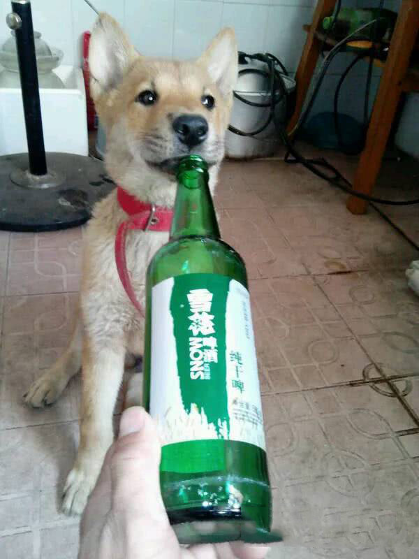 来来来,二哈,干了这一瓶雪花啤酒,咱俩一起勇闯天涯