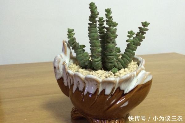 多肉钱串子怎么养护,钱串子怎么砍头!