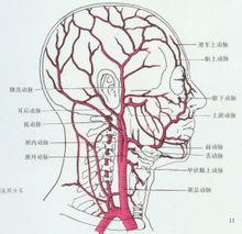 颈总动脉(common carotid artery):   颈总动脉是头颈部的动脉主干,左