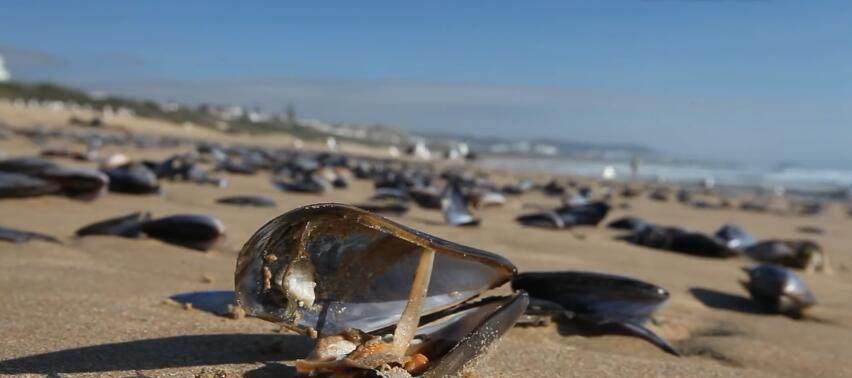 这个国家海鲜泛滥成灾，当地人却宁可饿死也不吃，原因让人苦笑不