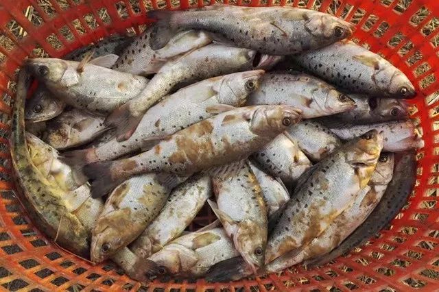 龍魚最愛吃什么飼料：龍魚最愛吃什么飼料，龍魚飼料品牌推薦，