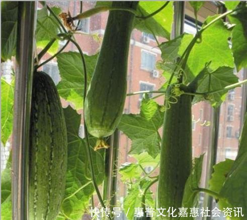 在家盆栽几盆丝瓜,既能吃,还能每天采集神仙水