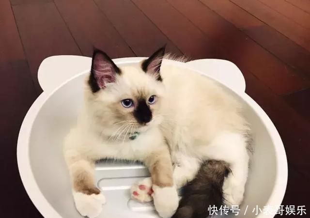 猫咪确诊干性猫传腹,主人紧抓5%的治愈希望,学