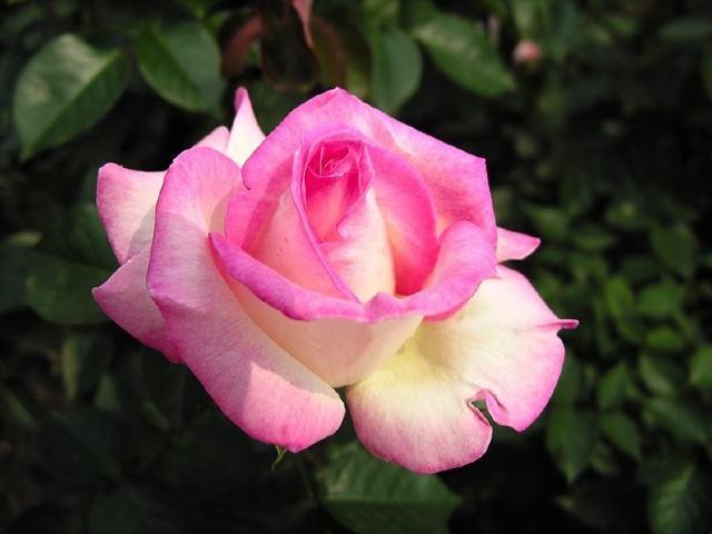 繁殖月季花不用扦插,嫁接在木香花上,开花比玫