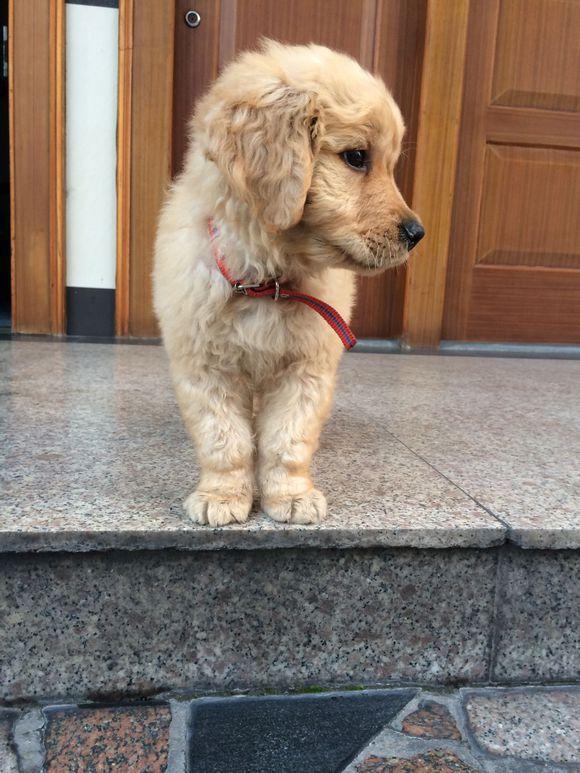 买的金毛卷毛严重,抱回来后大家都以为是一只泰迪,解释的心累!