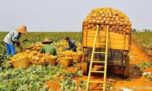 惨烈:2018上半年水果集体崩盘!下半年市场走势