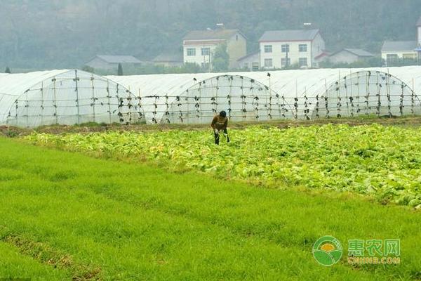 农村包地挣钱吗?土地流转政策是否对农民有益