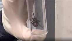 合肥海关首次查获剧毒蜘蛛“黑寡妇”：藏身进口棉花中 比响尾蛇毒10多倍