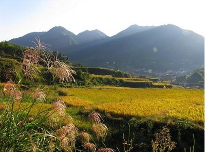 芙蓉村