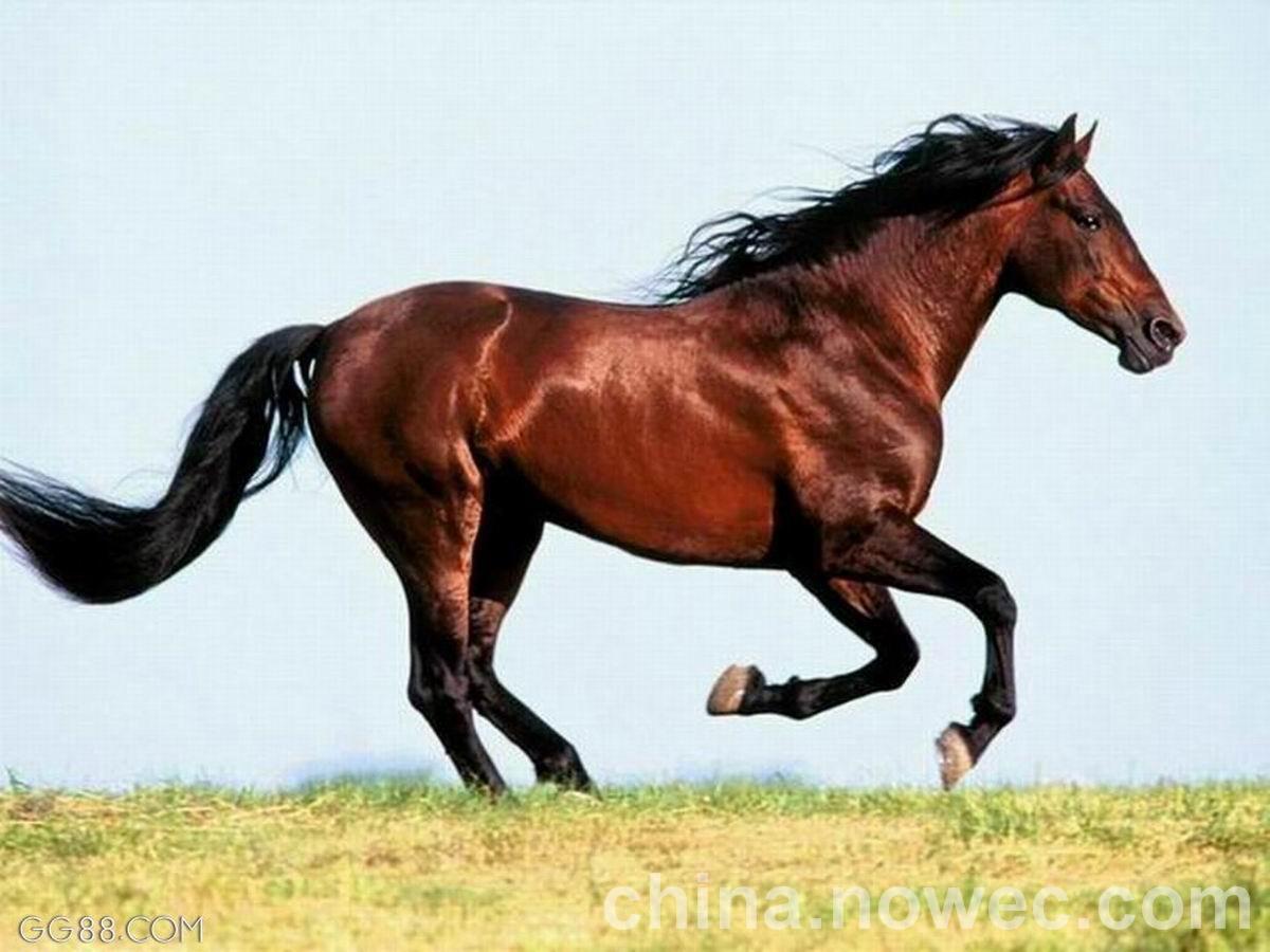 世界上最大的马是什么品种? - 知乎