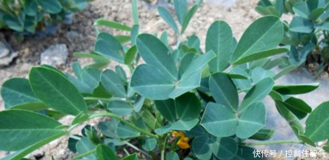 村里人拿来喂兔子,当柴火,城里却用来做药材,2