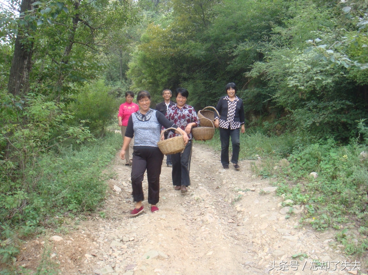 农村大妈组团上山摘野葡萄,一人摘回一大篮,葡萄酒有得喝了