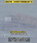 日本最大湖泊大量水鸟死亡 专家警告不要接触尸体