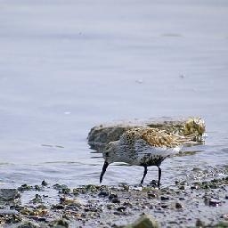 抖森跳舞--Tom Hiddleston