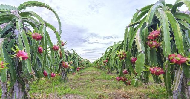 农村种植火龙果简单几招果实又大又甜，这种增产方法知道的人不多