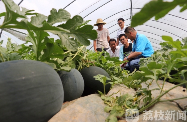 神了!西瓜上能承受140斤的成年人 不破不裂毫发无损