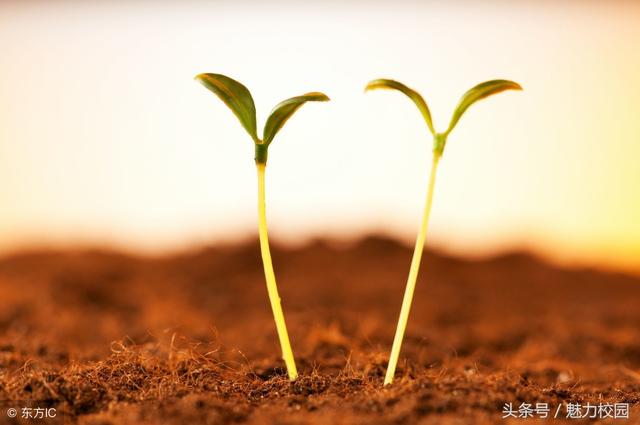 2018年江苏卷语文作文:语言