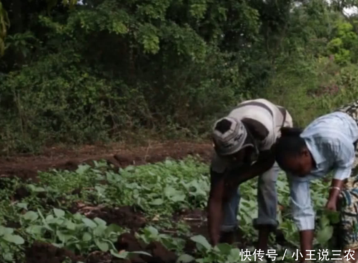 中国维和部队在非洲种菜,当地人常来讨要蔬菜