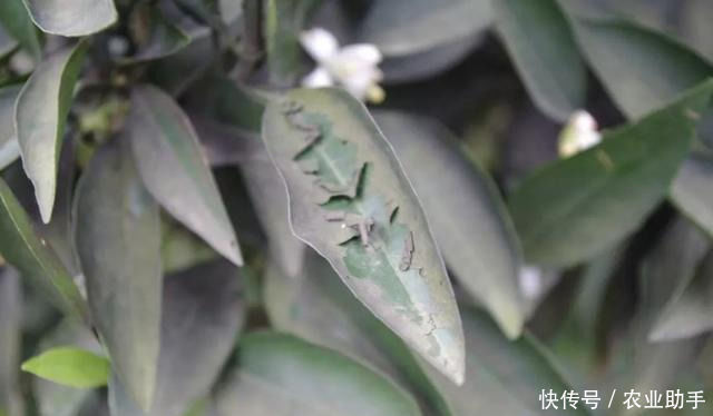 柑橘烟煤病有哪些症状?严重叶片有霉层,果农控制蚜虫粉虱很关键 pp电子娱乐