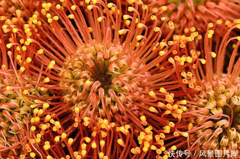 全世界最富贵华丽普蒂亚花，帝王花图片欣赏