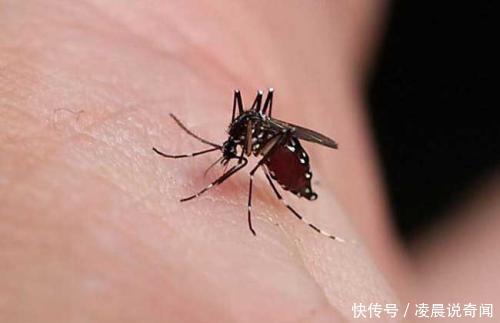 为什么开灯听不见蚊子叫,一关灯就有蚊子叫?答