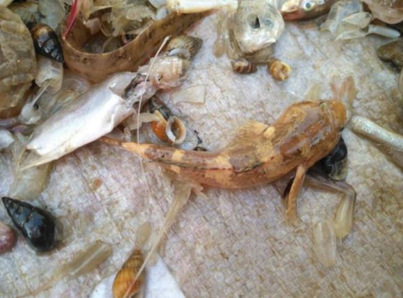 大姐集市上她卖这鱼叫趴沙狗你们有吃过吗