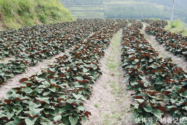 农村随处可见的野菜，如今农民专门种它，亩产值达十万元