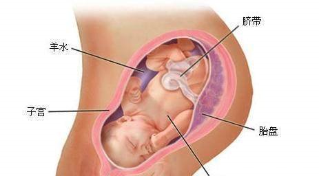 胎儿发育,在哪个月反应最明显_【快资讯】