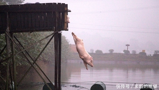 中国土猪危机:4个地方猪种已灭绝 31个品种濒