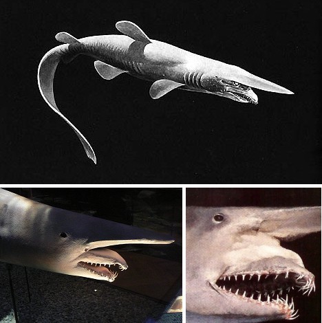读后感》的散文,介绍了一种特殊鲨鱼,它就是加布林鲨鱼,是一种凶猛的