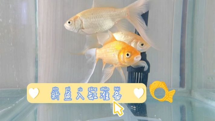 魚缸漏水怎么辦?（魚缸漏水怎么辦如何解決）