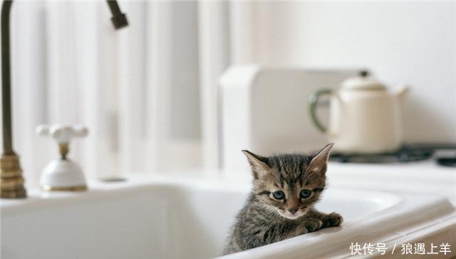 小猫咪不会洗澡,猫妈直接把它吊进了厕所,宠主