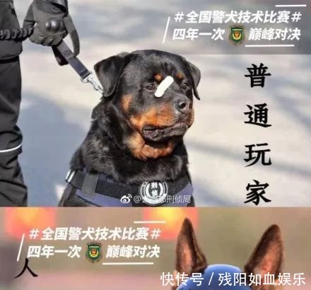 表情贴创可贴走红1,网友搞笑镯子图金都出了,这是:男子警犬图片