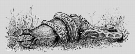 最大蛇类排行:第二名蛇吞象,第一大到难以想象!