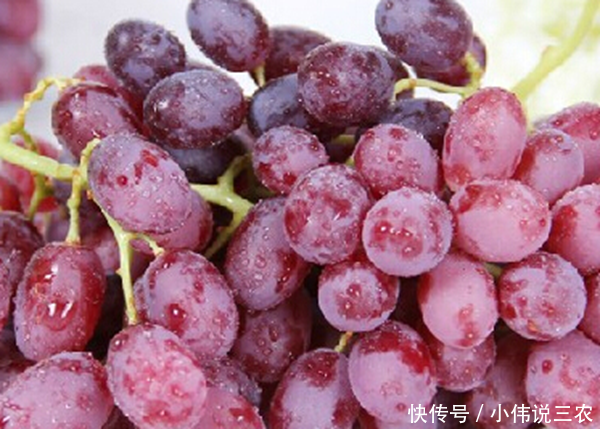 葡萄和红提大家都吃过,可二者区别在哪,却没几
