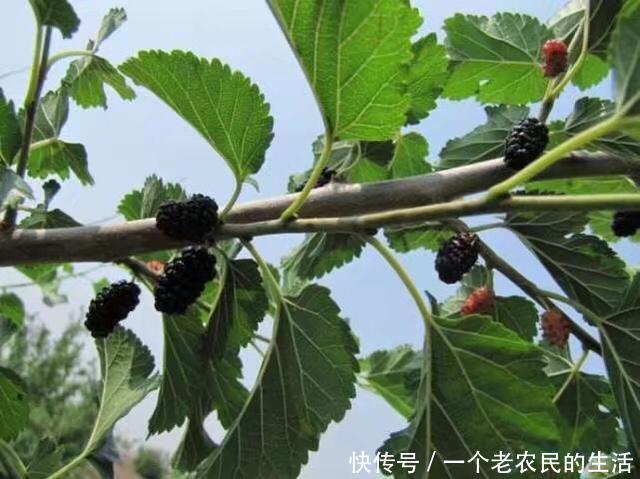 这种“果树”20年前泛滥,农民一见到就砍,果子却卖15一斤