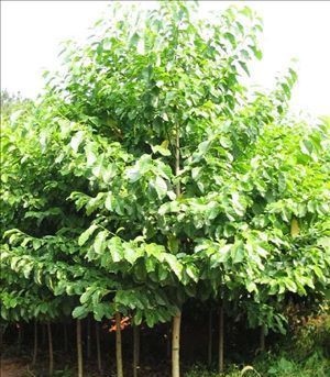 中文学名:梓树 中文别名:黄金树 英文名:catalpa 二名法:catalpa