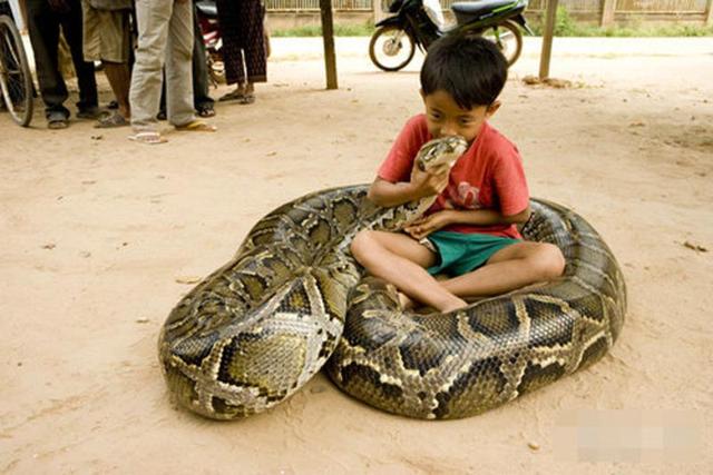 最大蛇类排行:第二名蛇吞象,第一大到难以想象!