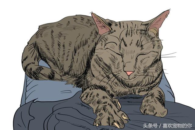 如何判定你的猫是否喜欢你,这9个信号告诉你。