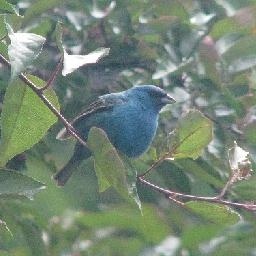 清华才女演说家泪洒演讲现场,你总嫌弃父母走