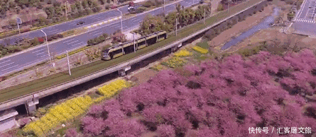 江浙沪又一网红打卡地!有轨电车穿过海棠花海,2元直达太湖