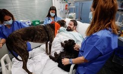 西班牙医院用治疗犬激励病人 与狗互动缓紧张情绪
